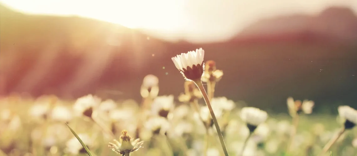 alexandru-tudorache-JdjdIjzJl94-unsplash-scaled