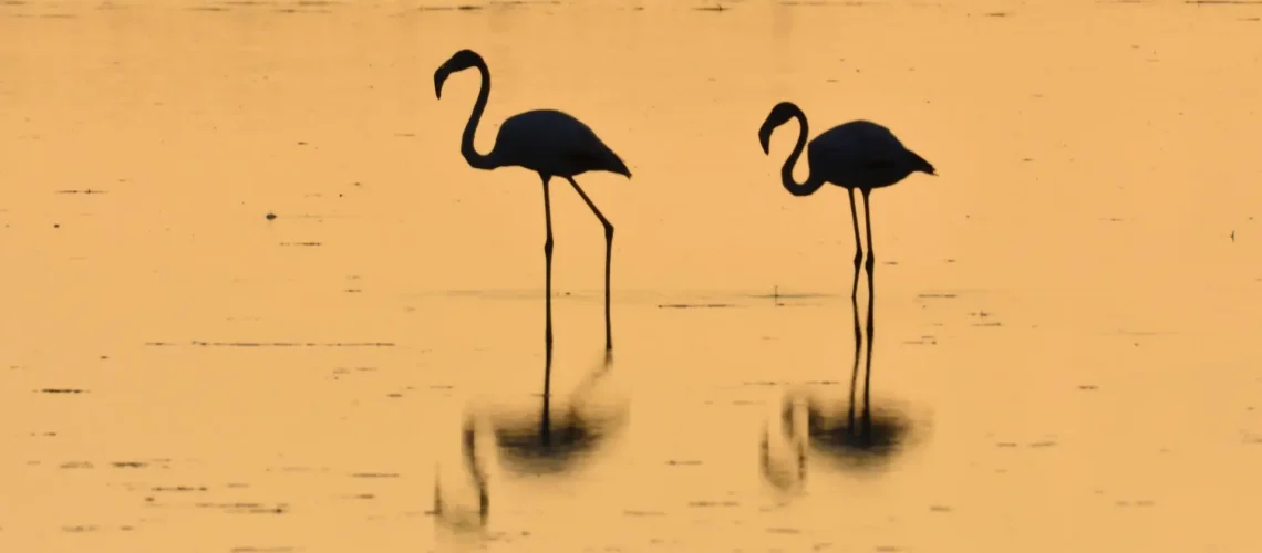 santiago-lacarta-8bqId2P_I3U-unsplash-scaled